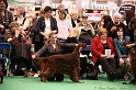 Crufts2011_2 017